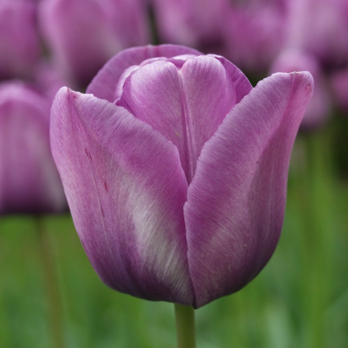 Tulp Bleu Aimable | 10 stuks | Enkel laat | Paars | Tulpenbollen