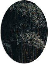 WallClassics - Dibond Ovaal - Donkere Bamboe Bomen - 81x108 cm Foto op Ovaal (Met Ophangsysteem)