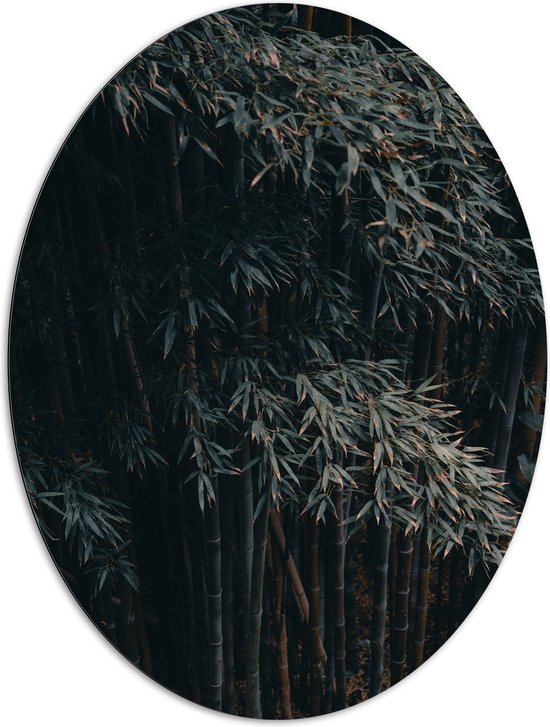 WallClassics - Dibond Ovaal - Donkere Bamboe Bomen - 81x108 cm Foto op Ovaal (Met Ophangsysteem)