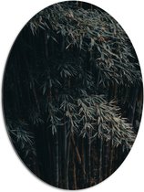 WallClassics - Dibond Ovaal - Donkere Bamboe Bomen - 60x80 cm Foto op Ovaal (Met Ophangsysteem)
