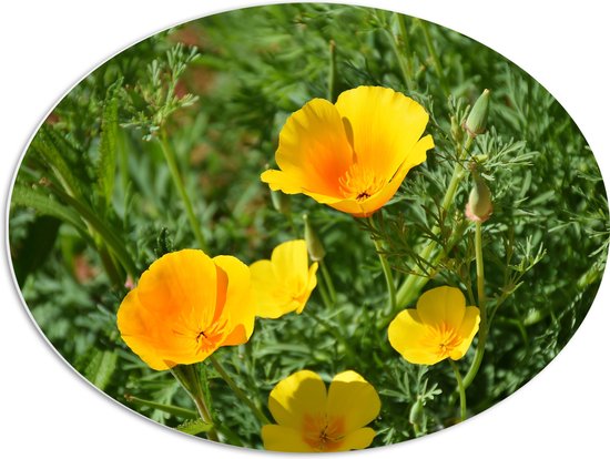 WallClassics - PVC Schuimplaat Ovaal - Gele Bloemen in het Gras - 68x51 cm Foto op Ovaal  (Met Ophangsysteem)