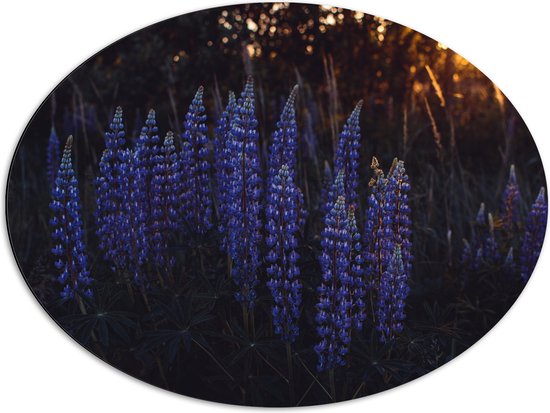 WallClassics - Dibond Ovaal - Blauwe Lupine Plant - 80x60 cm Foto op Ovaal (Met Ophangsysteem)