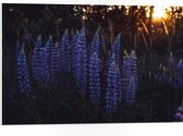 WallClassics - PVC Schuimplaat - Blauwe Lupine Plant - 75x50 cm Foto op PVC Schuimplaat (Met Ophangsysteem)