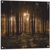 WallClassics - Tuinposter – Ondergaande Zon tussen de Bomen - 80x80 cm Foto op Tuinposter  (wanddecoratie voor buiten en binnen)