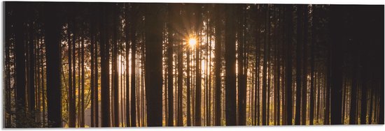 WallClassics - Acrylglas - Ondergaande Zon tussen de Bomen - 90x30 cm Foto op Acrylglas (Wanddecoratie op Acrylaat)