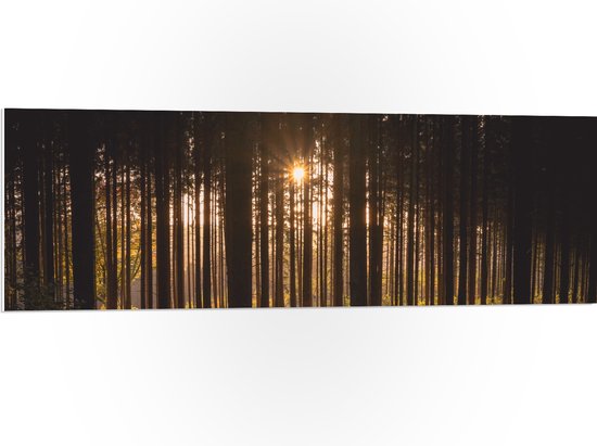 WallClassics - PVC Schuimplaat- Ondergaande Zon tussen de Bomen - 120x40 cm Foto op PVC Schuimplaat