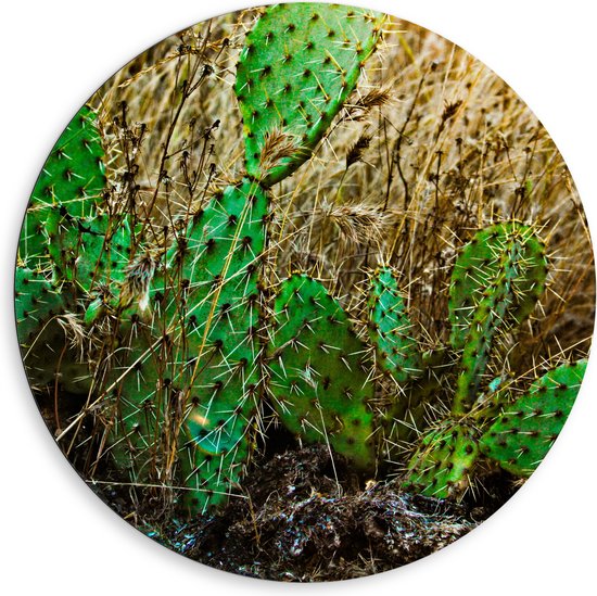 WallClassics - Dibond Muurcirkel - Cactusplanten in het Veld - 80x80 cm Foto op Aluminium Muurcirkel (met ophangsysteem)