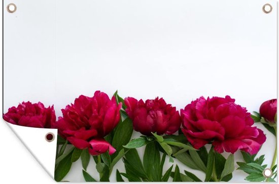 Affiche de jardin Rangée avec pivoines rouges 90x60 cm - Toile de jardin / Toile d'extérieur / Peintures d'extérieur (décoration de jardin)