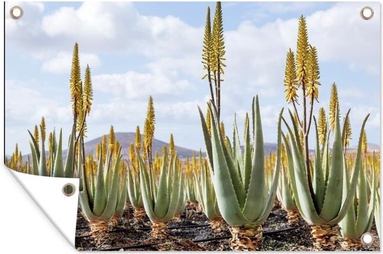 animatie Botanist openbaring Tuinposters buiten Geneeskrachtige aloë vera planten op Fuerteventura -  90x60 cm | bol.com
