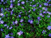 10 x Vinca minor - kleine blauwe maagdenpalm