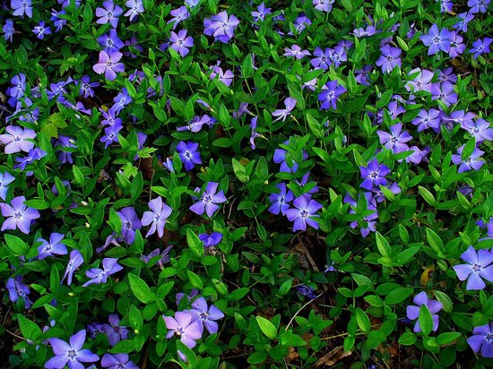 Een veld met kleine paarse bloemen en groene bladeren.
