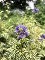 6 x Polemonium ‘Brise d’Anjou’ - Jacobsladder - P9 Pot (9 x 9cm) - Dima Vaste Planten