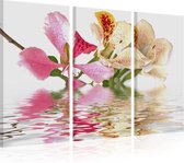 Schilderijen Op Canvas - Schilderij - Orchideeën met roze vlekken 60x40 - Artgeist Schilderij