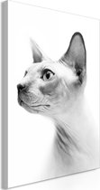 Schilderijen Op Canvas - Schilderij - Hairless Cat (1 Part) Vertical 60x90 - Artgeist Schilderij