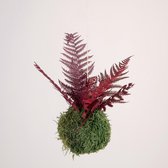 Onderhoudsvrije Kokedama - moskleur: Moss Green - afm. 13 cm - bordeaux varen