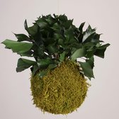 Onderhoudsvrije Kokedama - moskleur: Spring Green - afm. 18 cm - klimop