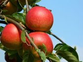 Malus domestica'Ecolette 'Pot de 3 litres, en pot, pommier, pour terrasse de jardin et balcon.