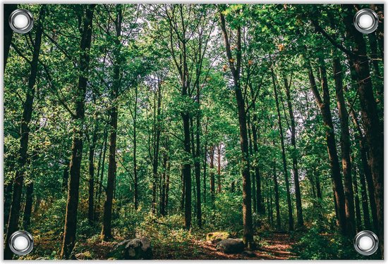 Tuinposter –Groen Gekleurde Bomen in het Bos– 40x30 Foto op Tuinposter (wanddecoratie voor buiten en binnen)