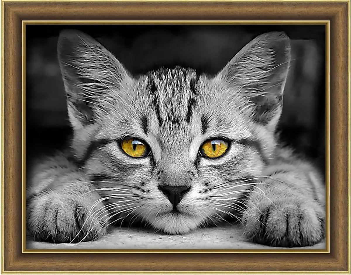Diamond painting kit Yellow-Eyed Kitten 40x30