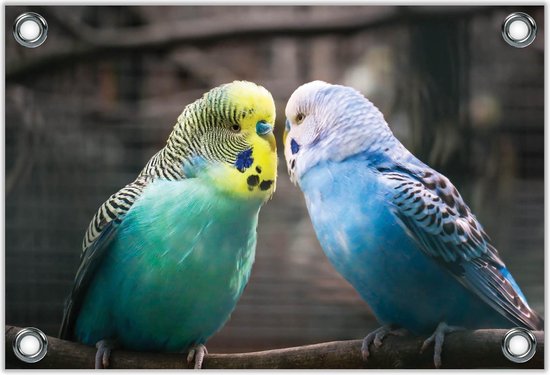 Tuinposter –Twee Verliefde Parkieten– 40x30 Foto op Tuinposter (wanddecoratie voor buiten en binnen)