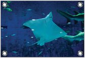 Tuinposter –Rog in Aquarium– 40x30 Foto op Tuinposter (wanddecoratie voor buiten en binnen)