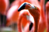 Schilderij flamingo 180 x 120 - Pixello - canvas - woonkamer - slaapkamer - print