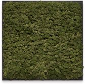 Mosschilderij 60cm x 60cm - rendiermos kleur: Moss Green - lijst: zwart hout