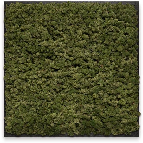 Mosschilderij 60cm x 60cm - rendiermos kleur: Moss Green - lijst: zwart hout