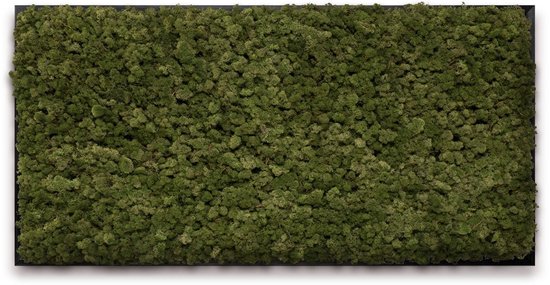 Mosschilderij 120cm x 60cm - rendiermos kleur: Moss Green - lijst: zwart hout