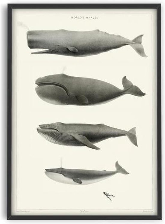 World's Whales - 50x70 cm - Art Poster - PSTR studio