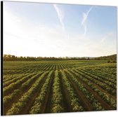 Dibond –Landbouwgrond– 50x50 Foto op Aluminium (Wanddecoratie van metaal)
