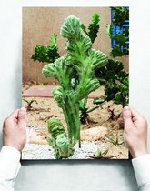 Wandbord: Groene cactus in het droge zand - 30 x 42 cm