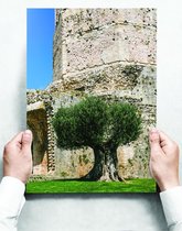 Wandbord: Oude Olijfboom In Mediterraans Landschap - 30 x 42 cm