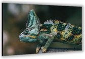 Dibond –Close-up van een Kameleon– 60x40cm Foto op Aluminium (Met Ophangsysteem)