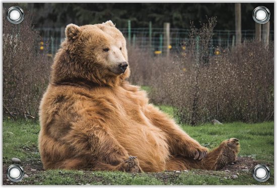 Tuinposter –Zittende Bruine Grizzly Beer– 120x80 Foto op Tuinposter (wanddecoratie voor buiten en binnen)