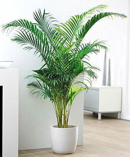 Kamerplanten van Plentygreen.nl - Areca - Dypsis Palm - Hoogte 100 cm