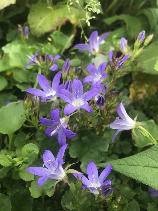 6 x Campanula portenschlagiana - Klokjesbloem - P9 Pot (9 x 9cm) - Dima Vaste Planten