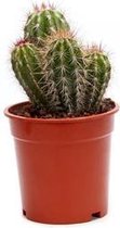 Cactus van Botanicly – Pilosocereus – Hoogte: 35 cm – Pilosocereus pringlei