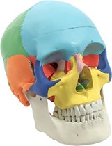 Het menselijk lichaam - anatomie model schedel (gekleurd, 3-delig)