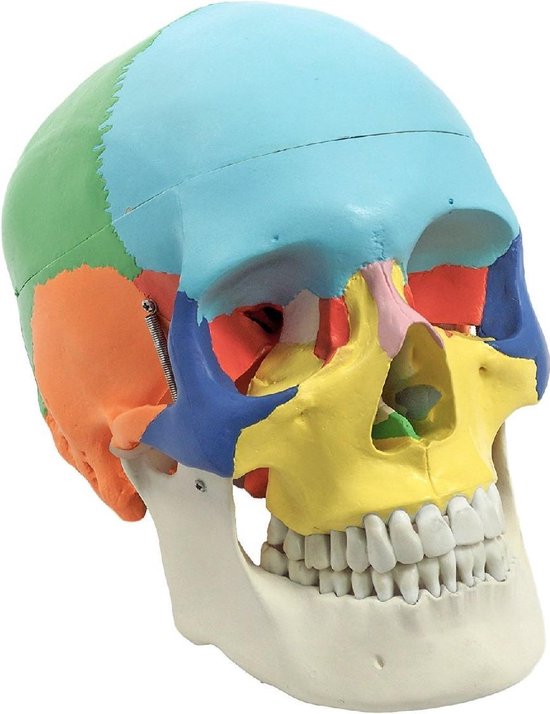 ik heb honger Aardewerk Wiens Het menselijk lichaam - anatomie model schedel (gekleurd, 3-delig) | bol.com