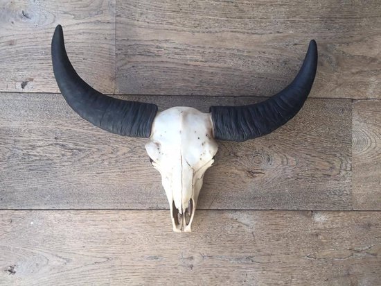 Wrok Verwachten Beschuldigingen Buffel schedel met hoorns - SKULL - Decoratie - Wit | bol.com