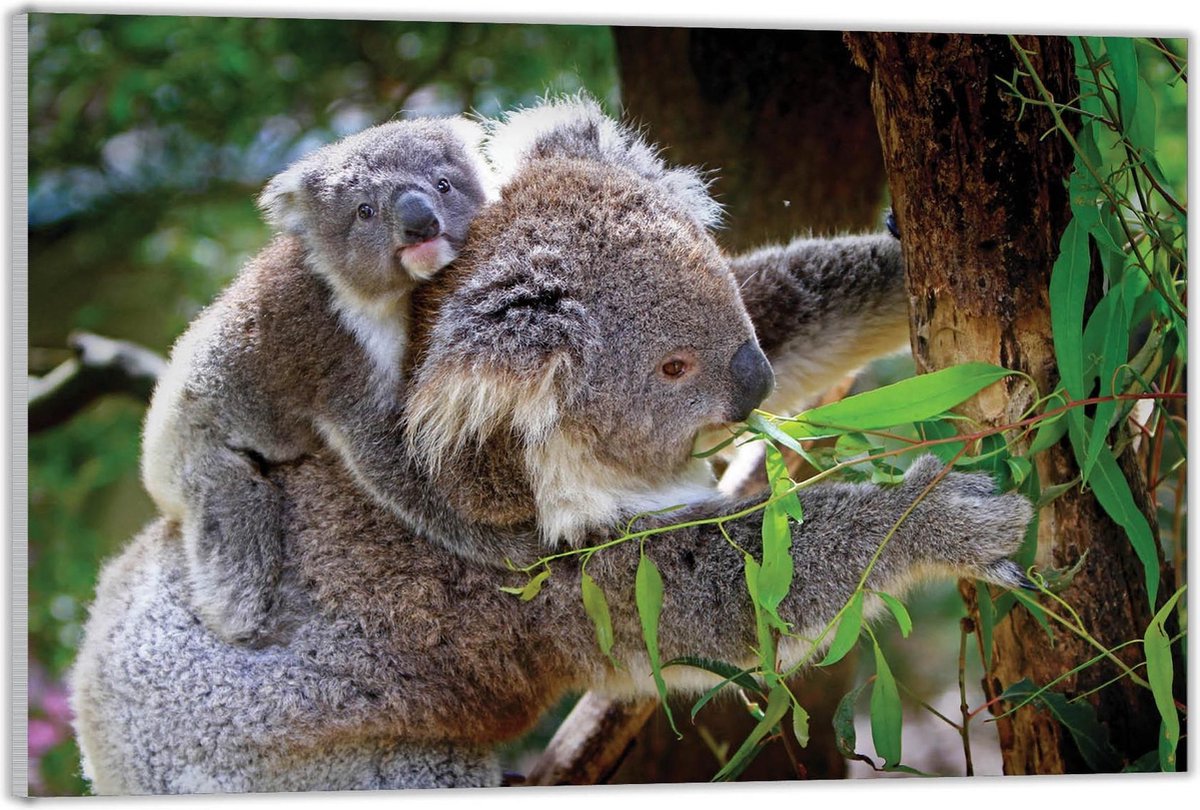 Acrylglas –Moeder met Baby Koala-90x60 (Wanddecoratie op Acrylglas)