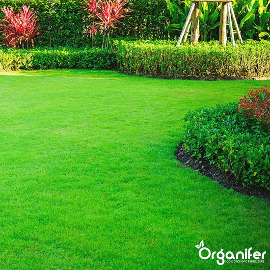 Een groot, groen gazon met zorgvuldig gesnoeide struiken en rode planten aan de rechterkant.