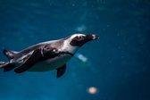 Schilderij pinguin 120 x 80 - Pixello - canvas - woonkamer - slaapkamer - print