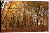 Dibond –Herfstige Bomen in het Bos– 90x60 Foto op Aluminium (Wanddecoratie van metaal)