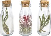 Tillandsia in melkflesjes - kamerplant - luchtplantjes - cadeau