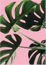 Gatenplant (Monstera) | A3 poster | Roze achtergrond