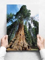 Wandbord: Algemene shermanboom in een bos - 30 x 42 cm