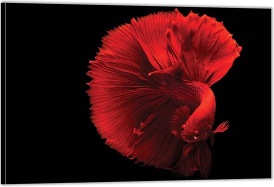 Dibond –Rode Vis met Mooie Grote Staart-90x60 Foto op Aluminium (Wanddecoratie van metaal)