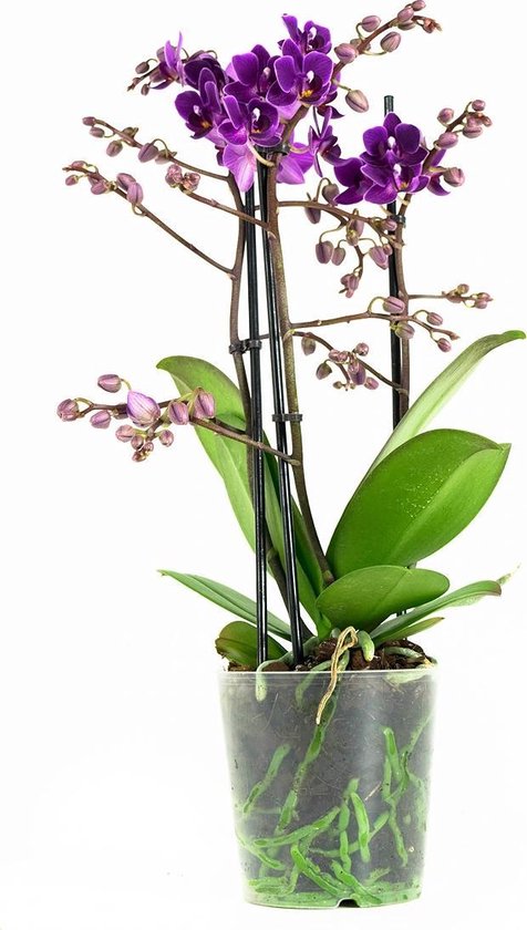 Orchidée de Botanicly - Orchidée papillon violette - Hauteur: 40 cm, 3  branches,... | bol.com